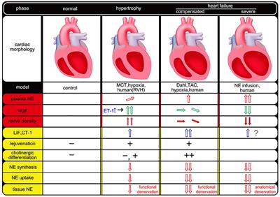 The plasticity of cardiac sympathetic nerves and its clinical implication in cardiovascular disease